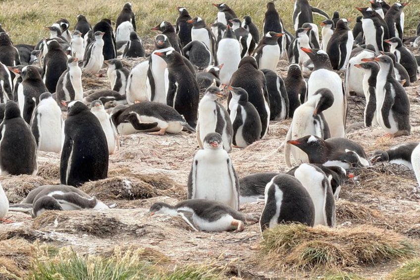 Falkland Islands Berthas Beach Wildlife Adventure Tour 3