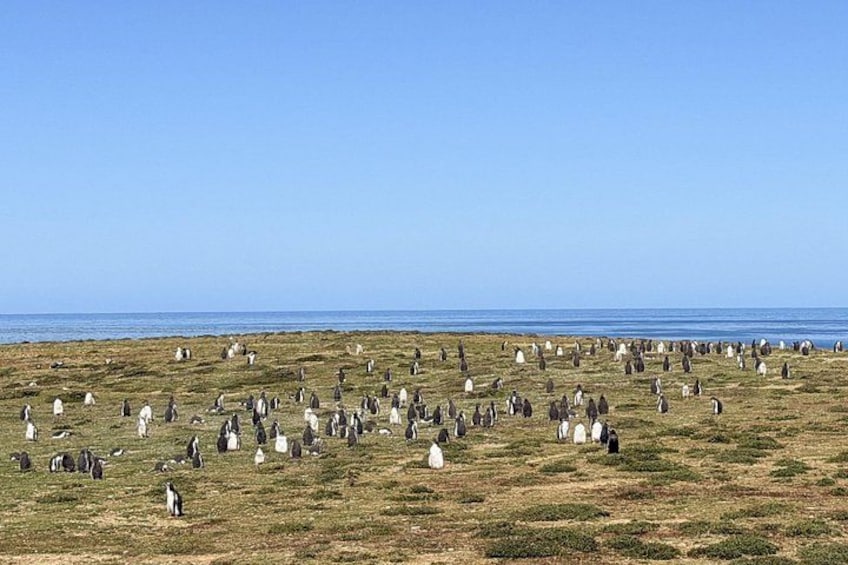 Falkland Islands Berthas Beach Wildlife Adventure Tour 2