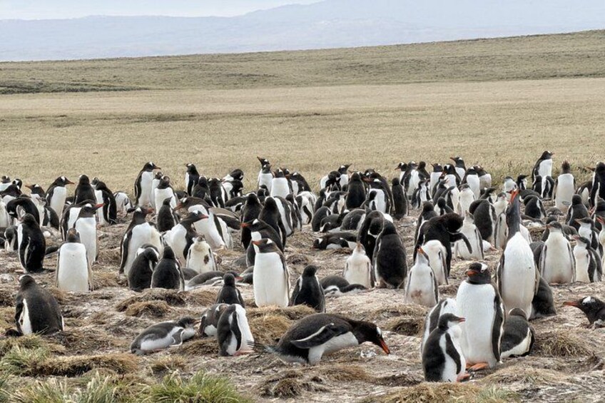 Falkland Islands Berthas Beach Wildlife Adventure Tour 4
