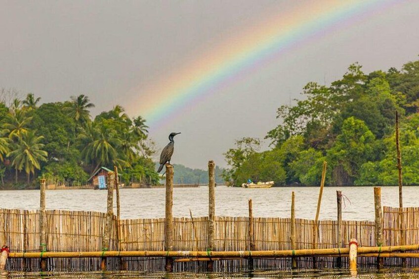 A bird perched on a bamboo fence, a rainbow, and a small boat in the water. 4