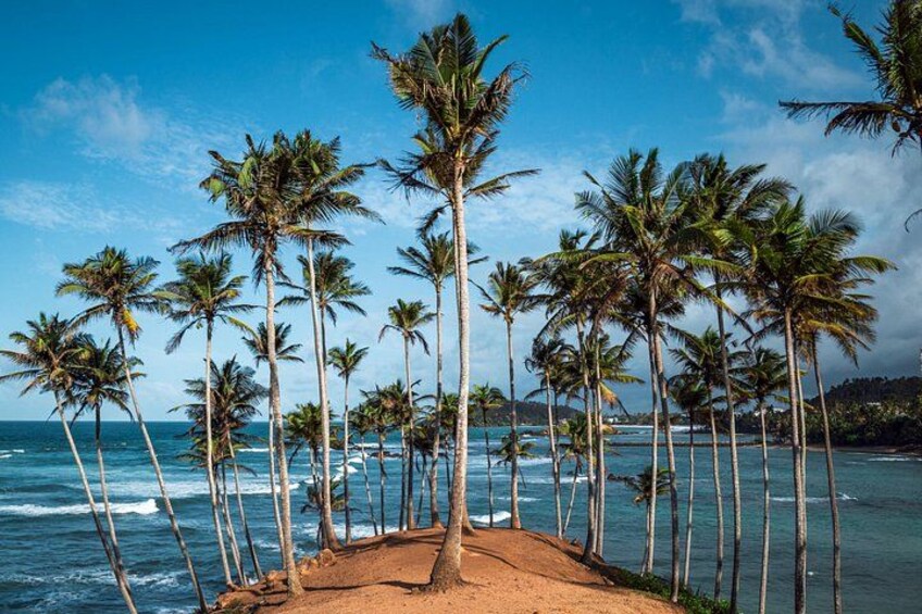 A beach with palm trees and ocean waves. 3