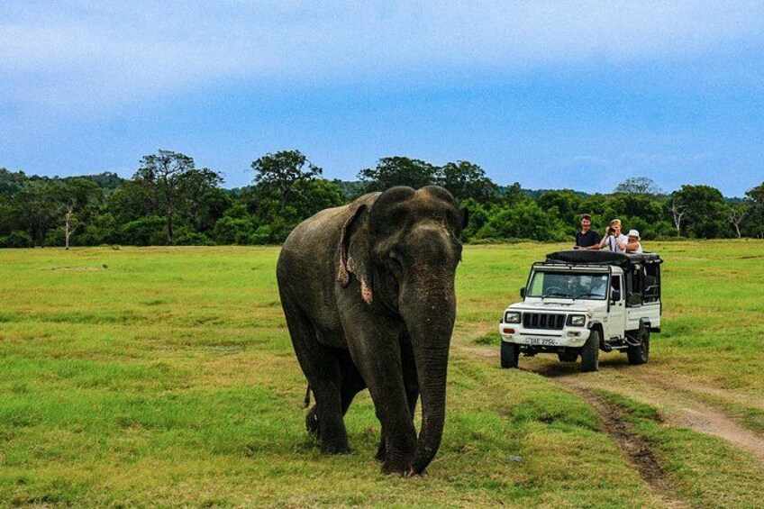 An elephant walking on a grassy field with a safari vehicle in the background. 5