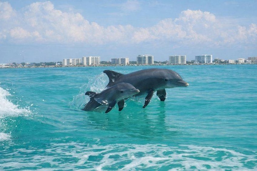 Panama City Beach Dolphin Cruise 2