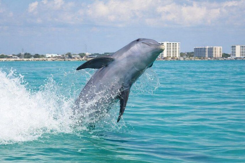 Panama City Beach Dolphin Cruise 1