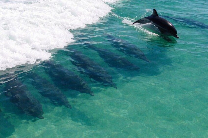 Panama City Beach Dolphin Cruise 2