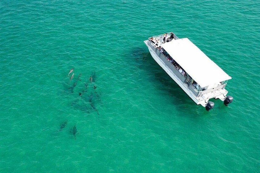 Panama City Beach Dolphin Cruise 2