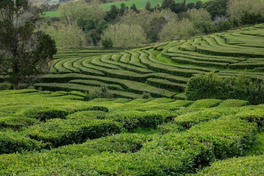 Terraced tea fields with winding paths. 2