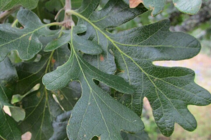 A close-up of oak leaves with lobed edges and visible veins. 3
