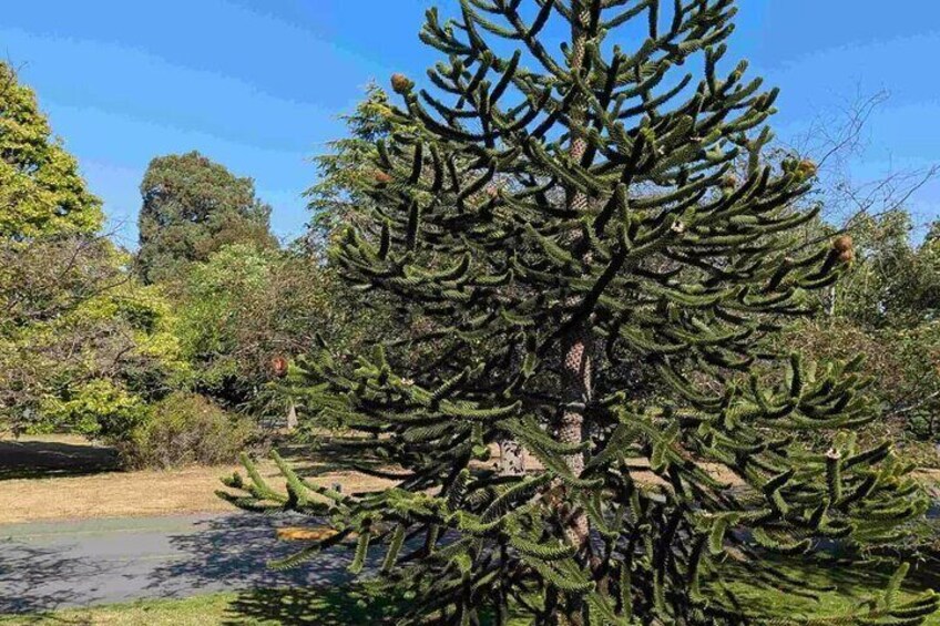 A large, dense cactus tree in a natural setting. 4
