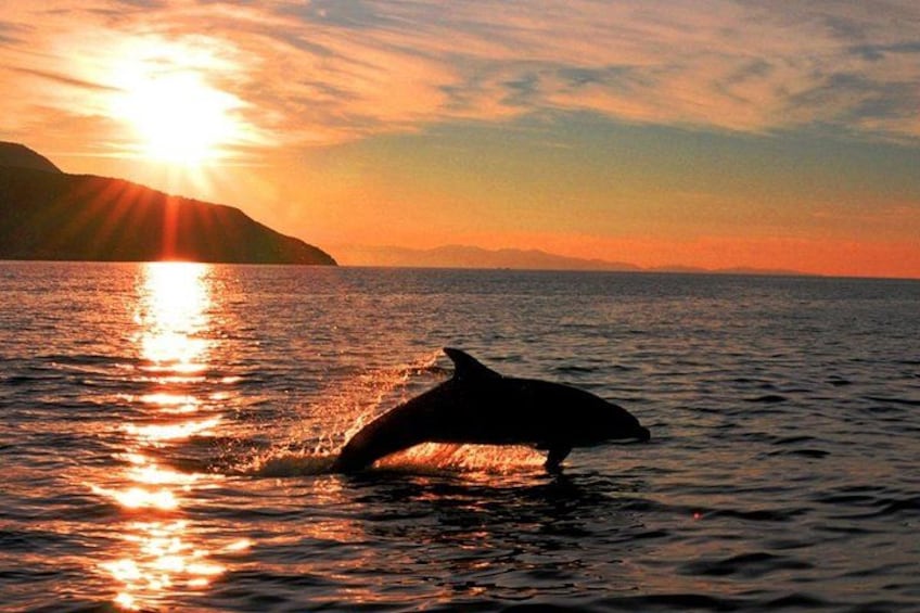 Ein Delfin springt bei Sonnenuntergang aus dem Wasser, wobei sich die Sonne auf der Wasseroberfläche spiegelt. 4