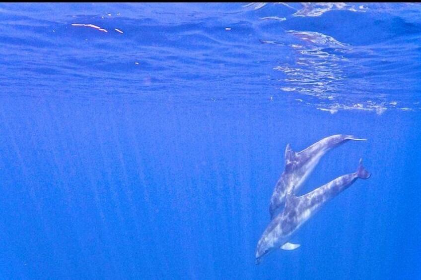 Two dolphins swimming in clear blue water. 3