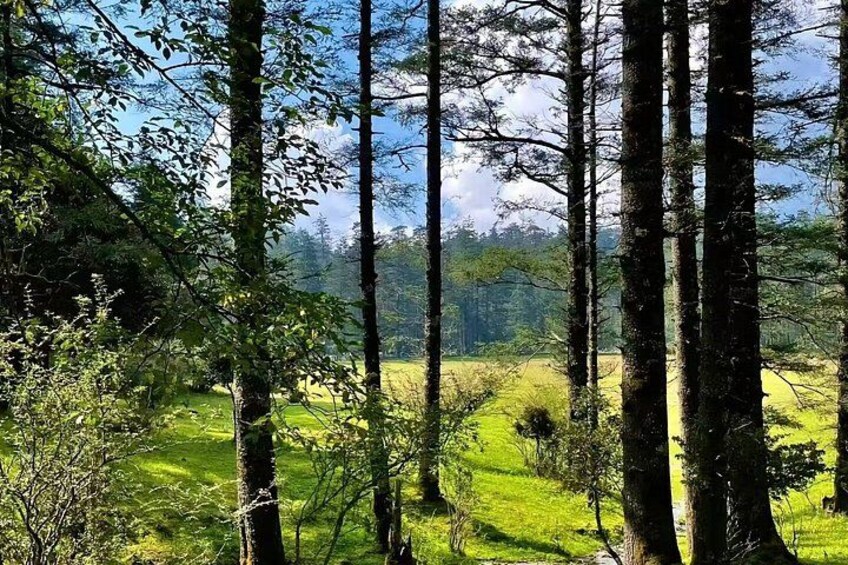 A forest with tall trees and a grassy field. 5