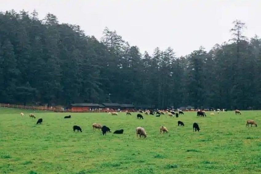 A herd of cattle grazing in a field with a forest in the background. 3