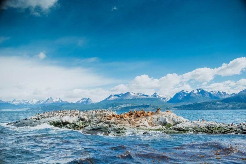 Een rotsachtig eiland met pinguïns, gelegen in een kustgebied met bergen op de achtergrond. 2