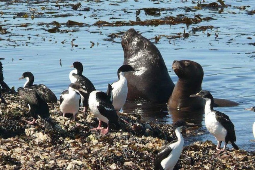 Een groep vogels bij water, met begroeiing langs de oever. 3