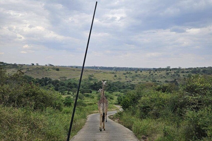 A giraffe walking on a paved path in a grassy landscape with trees and hills in the background. 5