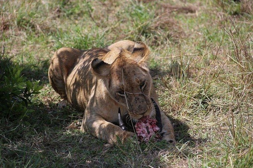 A lion resting on the ground with a carcass nearby. 1