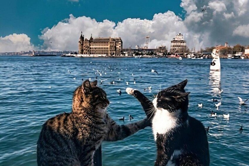 Two cats on a waterfront with buildings and birds in the background. 4
