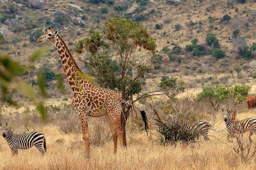 A giraffe standing in a dry grassland with trees and zebras in the background. 5