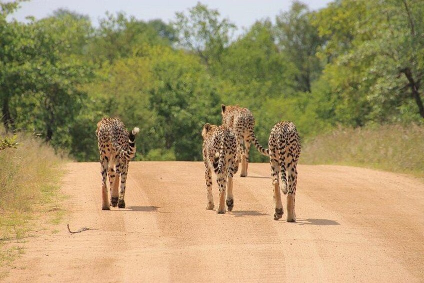 A dirt road with four cheetahs walking away from the camera. 3
