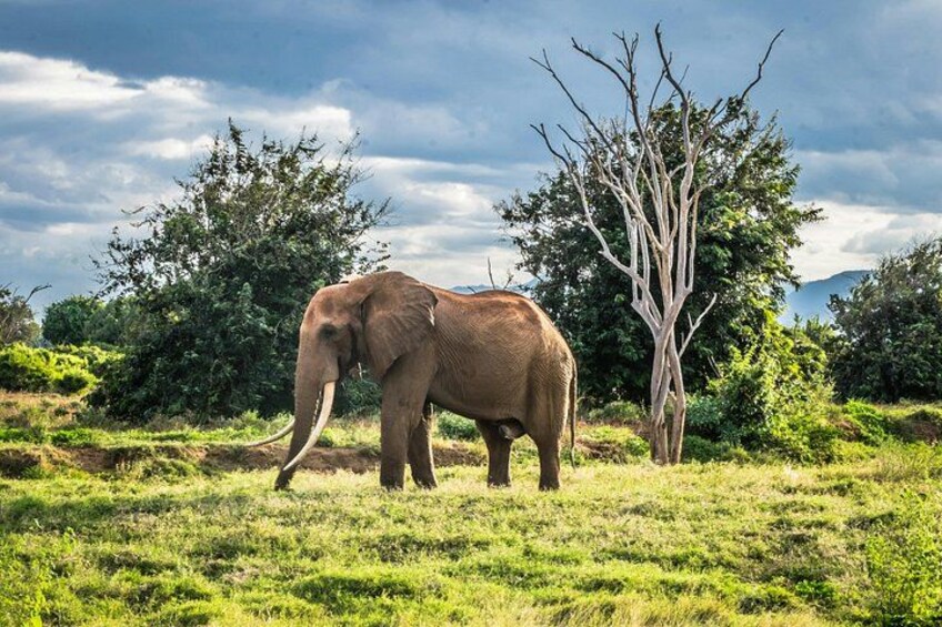 Tsavo East and Salt Lick 3 Day Jeep Safari 4