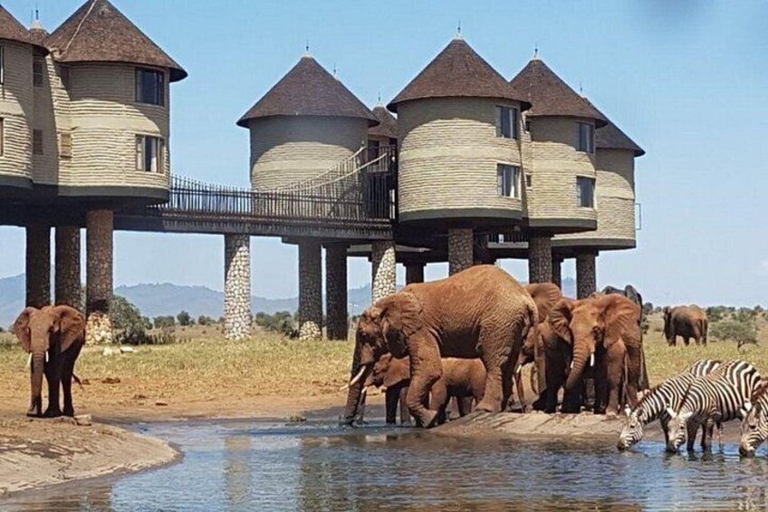 Tsavo East and Salt Lick 3 Day Jeep Safari 1