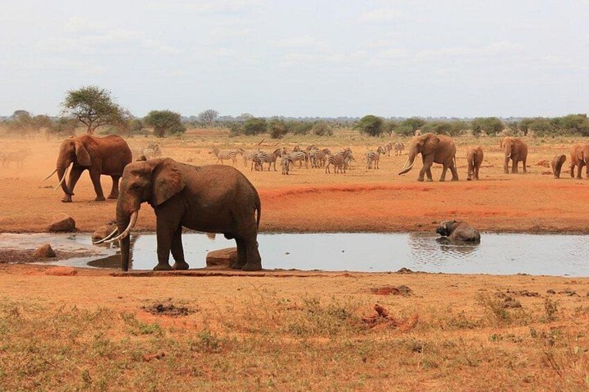 Tsavo East and Salt Lick 3 Day Jeep Safari 2