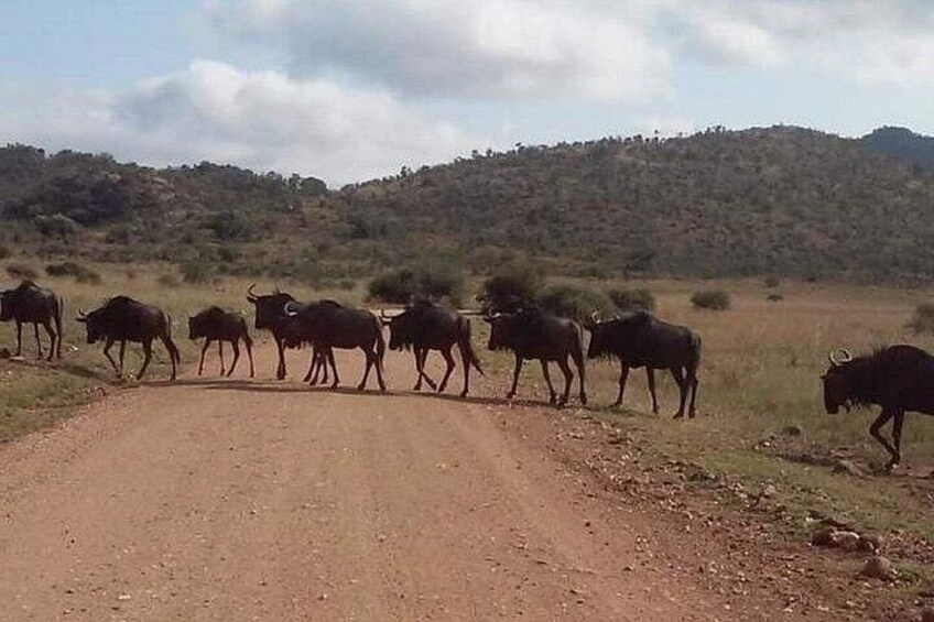 4 Day Private Kruger National Park Safari 2