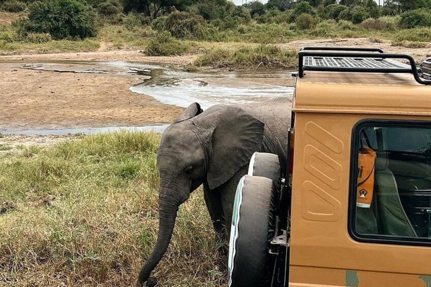 En elefant nær et køretøj i naturen. 2