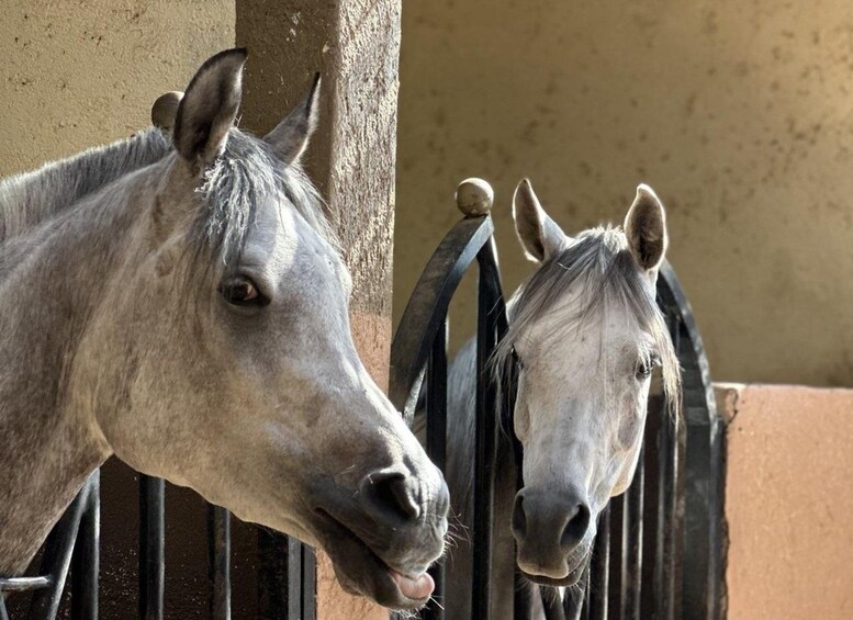 Picture 4 for Activity Marrakech: Private Horse Ride Through the Palm Grove desert 4