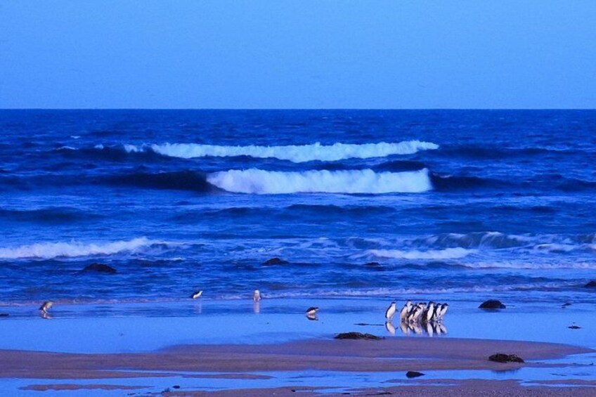 Penguin Parade Express Private Tour Melbourne to Phillip Island 3