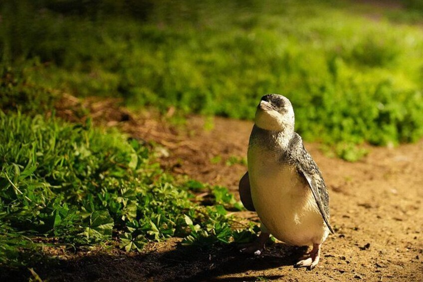 Penguin Parade Express Private Tour Melbourne to Phillip Island 4