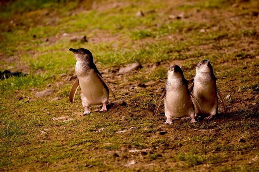 Penguin Parade Express Private Tour Melbourne to Phillip Island 2