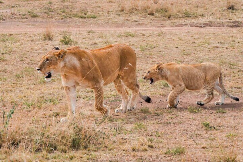 A lioness and her cub walking in a dry grassland. 2