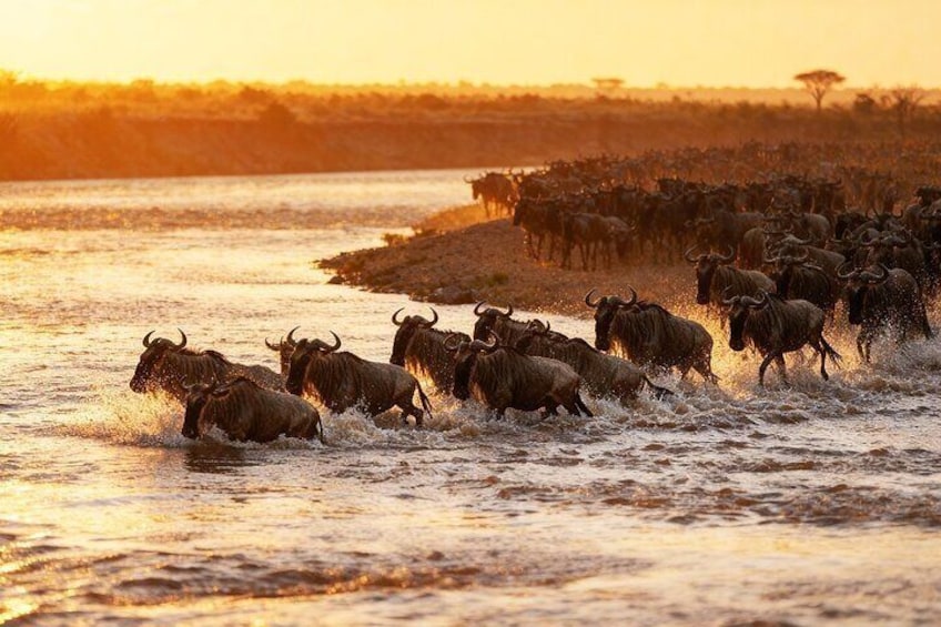 A herd of wildebeests crossing a river at sunset. 1