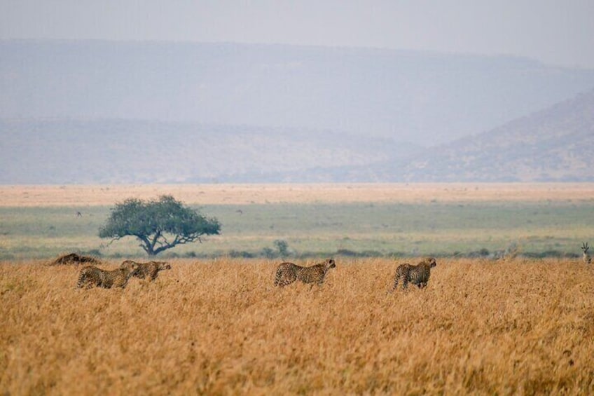 A savannah landscape with a group of cheetahs and a solitary giraffe. 3