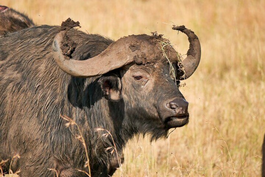 A buffalo with large curved horns in a grassy field. 4