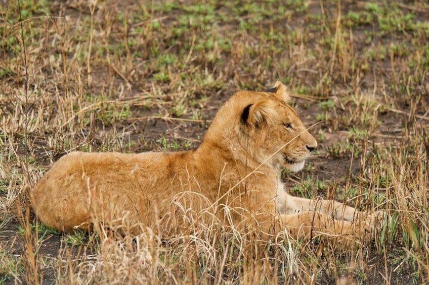 A lion lying in tall grass. 5