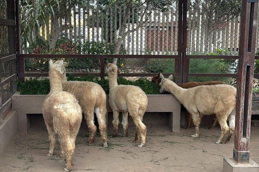 Quattro alpaca in un recinto circondato da una recinzione e con una panchina. 1