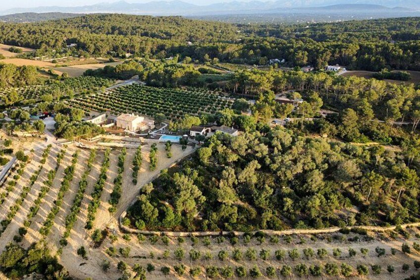 Treurer Oil and wine tasting, olive grove tour and snack 1