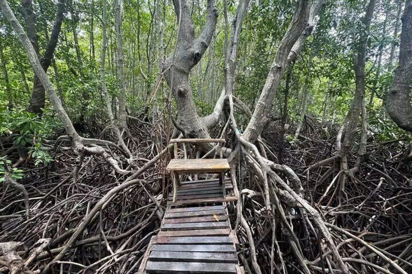 A wooden bridge in a mangrove forest. 2