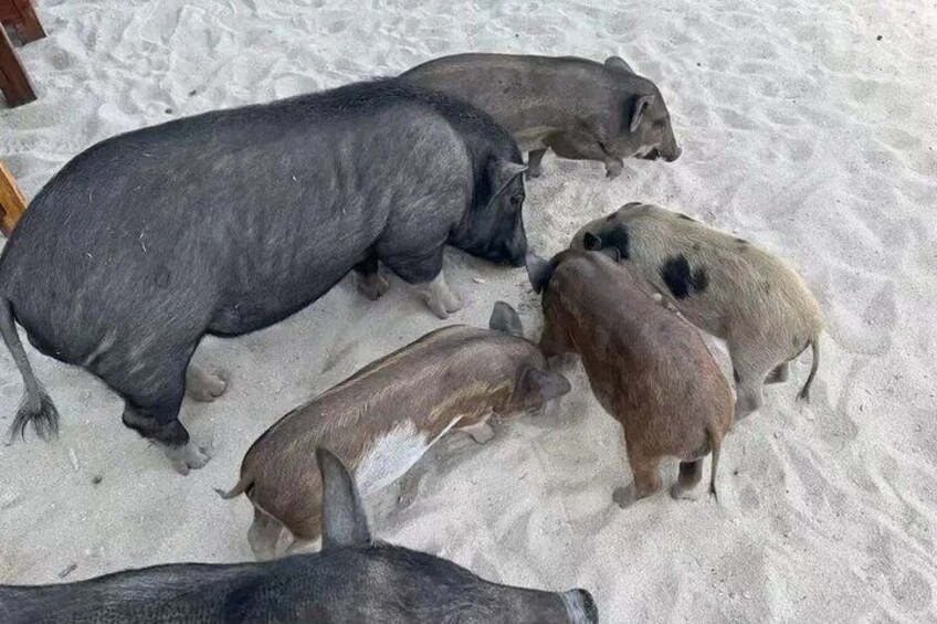 A group of pigs on a sandy surface. 3