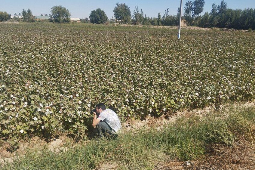 Una persona agachada en un campo de cultivos, posiblemente inspeccionando o cuidando las plantas. 4
