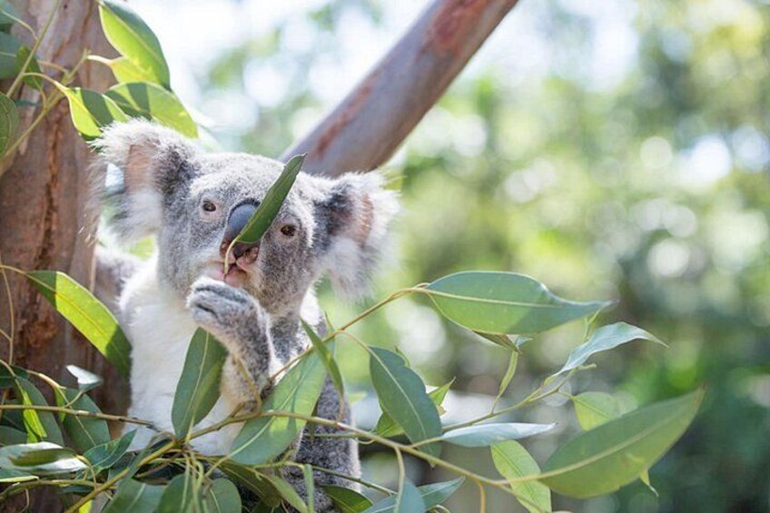 Blue Mountains Day Tour with Koala & Scenic World 5