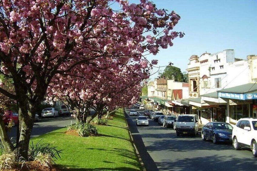 A street lined with cherry blossom trees, parked cars, and buildings with shops. 5