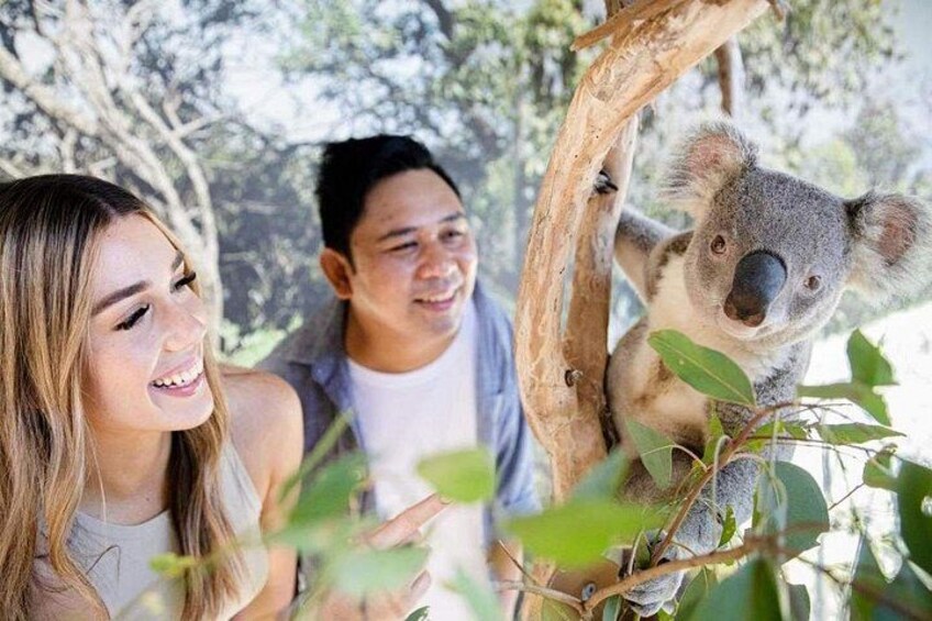 Blue Mountains Day Tour with Koala & Scenic World 1