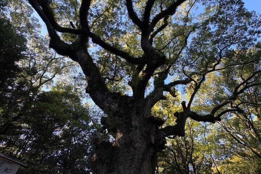 Private Ikebana Lesson, Atsuta Shrine, and Grilled Eel Lunch 4