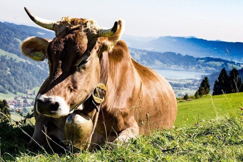 A cow lying on grass with a mountainous landscape in the background. 5