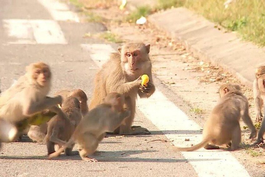 Da Nang Motorbike Tour to Monkey Mountain 1