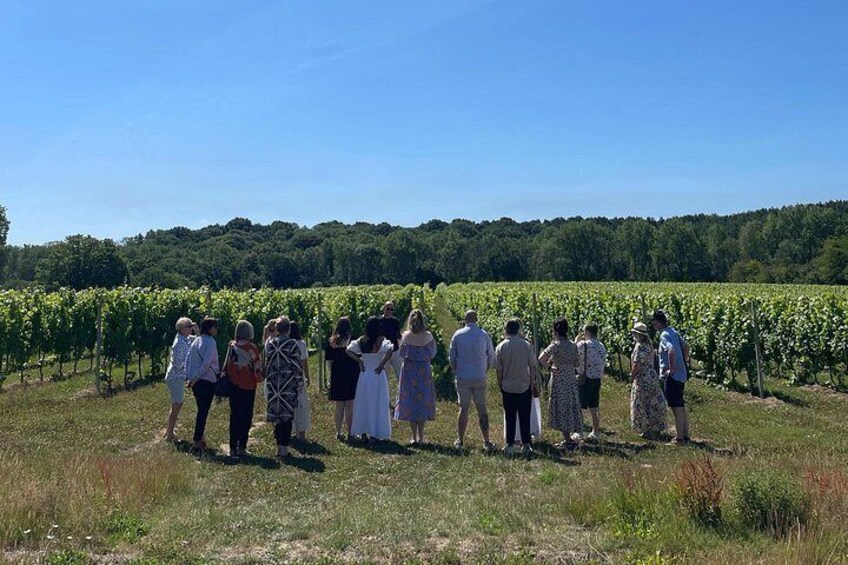 Beautiful vineyards scenery 2